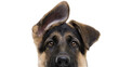© STUDIOP - German Shepherd puppy with one ear up, isolated on transparent background