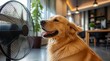 © Aka - Golden retriever panting in front of a fan to cool off during a hot summer heat wave at home.