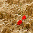 © Marc - Delicate red poppy flowers (Papaver rhoeas) ,slightly drooping, atop hairy stems, contrast with the yellowish hue of the wheat ears in a field.