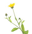© New Africa - Beautiful calendula flower with leaves isolated on white