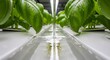 © BackgroundStudio - Hydroponic basil plants growing in a vertical indoor farm system.