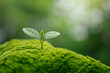 © Deemerwha studio - Environment and sustainability concept. Young Plant growing on green moss in forest for new life, ecological balance, biodiversity, conservation, renewable resources and sustainable development.