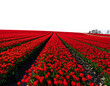 © Adkia - Endless rolling hills covered in bright red blooming tulips against a white sky