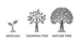 © digital pic - Three stages of tree growth isolated on white background