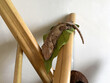© millaf (Nemchinova) - Gecko resting on bamboo in a glass terrarium at home during sunn