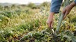 © SimpleDesignStudio - Person Harvesting Wild Cardoon with Knife in Sunny Field for Sustainable Foraging and Organic Food Concept