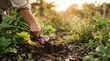 © SimpleDesignStudio - Mature woman harvesting fresh organic turnip from soil in sunny vegetable garden for sustainable farm to table lifestyle