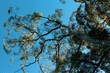 © Márcia Aurora - Tree canopy against a blue background