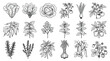 © gulshan - Vintage hand drawn vegetable icons set, 18 organic garden plant sketches, black and white line art botanical illustrations for farm to table branding