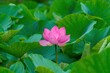 © Scott Mirror - 池に美しく咲き誇る一輪のピンクの大賀ハスの花と青々とした緑の葉