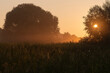 © Elżbieta Kaps - Scenic morning landscape with rising sun shining through tree branches, mist over meadow and silhouette trees during golden hour