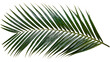 © Gael - Green palm frond with sharp pointed leaves