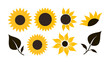 © Matthias - Yellow sunflowers and dark leaves graphic elements