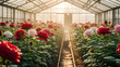 © SVITLANA - Warm natural light highlighting rose cultivation in peaceful agricultural setting.