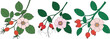 © MK Vactors - Set of Three Botanical Illustrations of Rosehip Branches with Pink Flowers and Red Berries Isolated on White