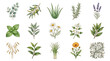 © Zerish View   - Watercolor botanical skincare herbs. Organic plant elements for natural cosmetic design.
