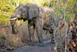 © Ali - African elephant having lunch in Malawi