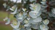 © Refat - Eucalyptus leaves on a branch. Silver dollar plant foliage in a natural garden setting.