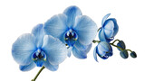 Isolated vibrant blue orchid flower branch with elegant blooming blossoms and buds