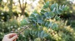 © Anisa - Green eucalyptus branch held in hand outdoors with soft bokeh background