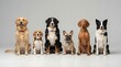 © Imron - Diverse group of dogs sitting in a studio setting against a plain background