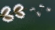 © Akbar - Soft, fluffy willow buds on a branch with seeds floating away