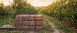 © MaksymFilipchuk - Apple orchard harvest with stacked crates of fruit in autumn golden hour light