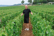 © Mat Hayward - Man standing on a path between Chardonnay grapevines in Puligny-Montrachet, Burgundy, France, surrounded by lush green vines in a renowned wine-growing landscape.
