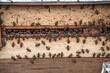 © Flavio - Abelhas Apis mellifera na entrada de colmeia durante atividade de polinização