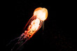 © Bonjour_raw - Glowing Jellyfish Floating
