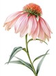 © The Little Hut - Delicate Pink Echinacea Flower Isolated on White Background, Botanical Illustration of Coneflower