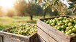 © dmmarychev - Fresh green olives in wooden crates in olive grove at sunset