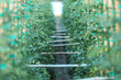© Mat Hayward - Tomatoes vines growing inside a greenhouse, capturing the natural process of ripening and sustainable cultivation under soft filtered light.