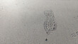 © Maule - Single shoe footprint stamped on smooth wet sand at the beach, symbolizing travel, journey, step, and progress concept.