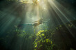 © RooM The Agency - Side view of a beautiful mid adult woman with a mermaid tail swimming along the ocean floor
