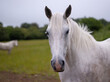 © RooM The Agency - Close-up side view of a white horse standing in a field, Belarus