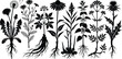 © Sisir2367 - Black silhouette collection of wild medicinal herbs and plants