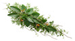 © mojebor - Fresh green bay leaves branch with small orange berries isolated on a clean surface perfect for culinary herbs and spice design elements for cooking and organic food packaging projects