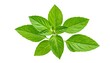 © MUDA - Close-up view of fresh green ivy leaves cluster.