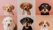 © Vlad Darii - Collage of six dog portraits on neutral beige background for veterinary or commercial use