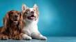 © Larisa AI - A stylish studio shot featuring two happy dogs sitting closely together, exuding joy and playfulness against a vibrant blue background, embodying companionship and fun.