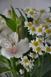 © Кристина Горошко - a bouquet of white flowers with daisies