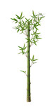 Fresh bamboo png Green bamboo cutout Vertical bamboo png Tropical bamboo cutout isolated transparent background