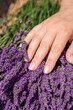 © Светлана Кушнир - Woman hand touching fresh purple lavender flowers. Close up of female fingers with natural manicure on lavender bouquet, wellness and skincare concept