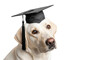 © Karmen - An intelligent white labrador retriever dog in a black graduation cap on a transparent background with copy space. Concept of education and achievement.