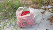 © Maule - Freshly harvested red chili peppers packed in a clear plastic bag on an agricultural field.