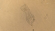 © Maule - Top view of a distinct shoe footprint and small animal paw prints pressed into smooth golden beach sand.