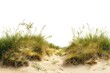 © Rawpixel.com - Sand outdoors nature plant.
