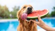 © Pelatih - Golden retriever eating watermelon. Dog enjoying fresh fruit snack during summer lifestyle.