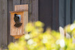 © Richard - High-detail close-up of an adult European starling (Sturnus vulgaris) feeding its hungry chick reaching out through the round entry hole of a wooden birdhouse.